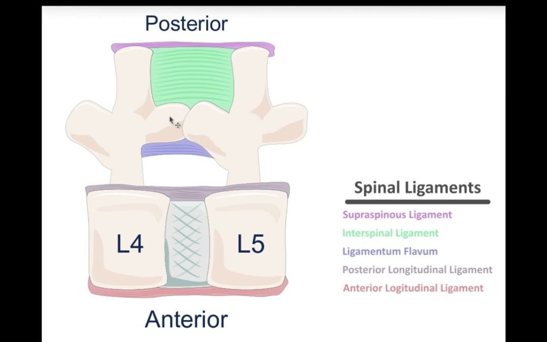Basic Spinal Layer Anatomy
